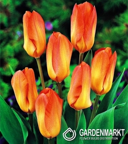 Tulpe Klein Orange Empreror 5 St.