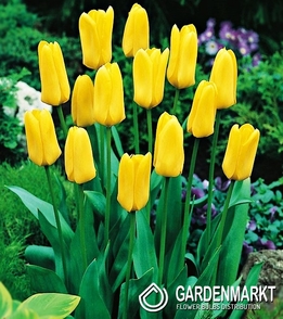 Tulpe Klein Candela 5 St.