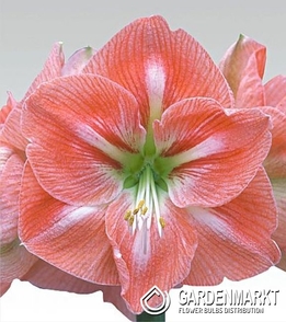 Hippeastrum Amaryllis Apricot Parfait 1 St.