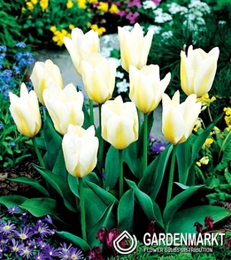 Tulpe Klein White Purissima 5 St.