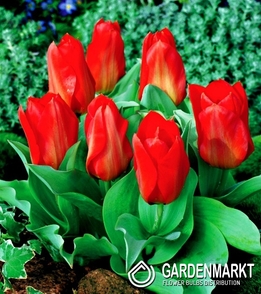 Tulpe Klein Princeps 5 St.