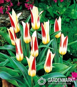 Tulpe Klein Johann Straus 5 St.