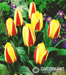 Tulpe Klein Gluck 5 St.