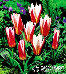 Tulpe Klein Heart' s Delight 5 St.