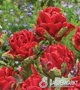 Tulip Papagei Rococo 5 St.