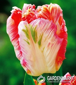 Tulip Papagei Apricot Parrot 5 St.