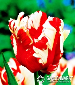 Tulip Papagei Estella Rijveld 5 St.