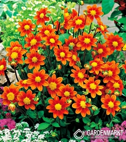 Dahlie Top Mix Orange 1 St.