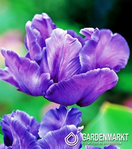 Tulip Papagei Blue Parrot 5 St.