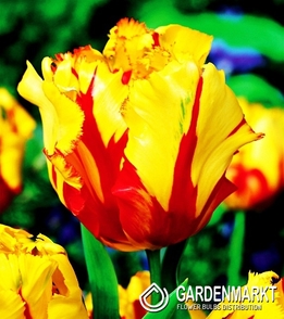 Tulip Papagei Texas Flame 5 St.