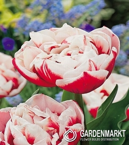 Alle Schwarze tulpen kaufen im Blick
