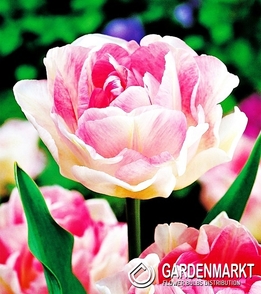 Tulpe Gefüllte Anqelique 5 St.