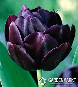 Tulpe Gefüllte Black Hero 5 St.