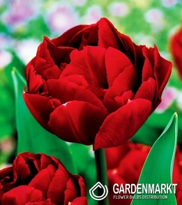 Tulpe Gefüllte Uncle Tom 5 St.