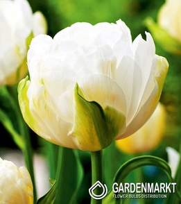 Tulpe Gefüllte Maureen Double 5 St.