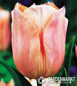 Tulpe Einfach Zeitig Apricot Beauty 5 St.