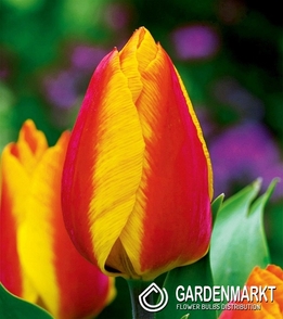 Tulpe Einfach Zeitig Flair 5 St.