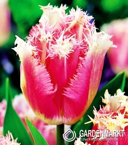 Tulpe Gefranste Fancy Frills 5 St.