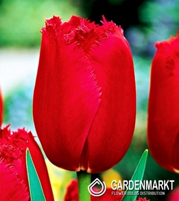 Tulpe Gefranste Burgundy Lace 5 St.