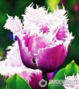 Tulpe Gefranste Cummins 5 St.