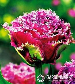 Tulpe Gefranste Mascotte 5 St.