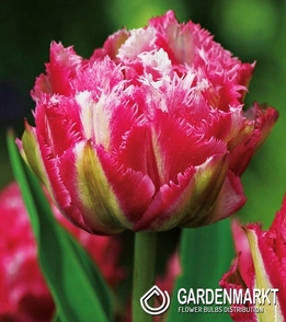 Tulpe Gefranste Crispion Sweet 5 St.