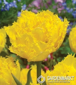 Tulpe Gefranste Exotic Sun 5 St.