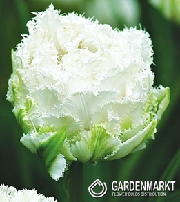 10 gefranste weiße Tulpen Daytona Gr Versand ab 1 Sept. 12+ Blumenzwiebeln 