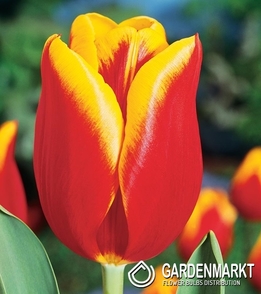 Tulpe Triumph Jan Seignette 5 St.