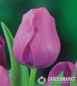 Tulpe Triumph Don Quichotte 5 St.