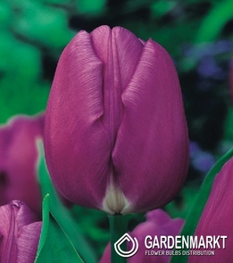 Tulpe Triumph Purple Flag 5 St.