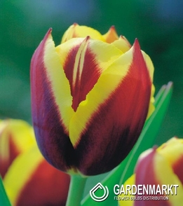 Tulpe Triumph Gavota 5 St.