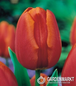 Tulpe Triumph Orange Cassini 5 St.