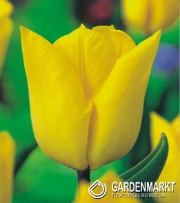 Tulpe Triumph Yokohama 5 St.