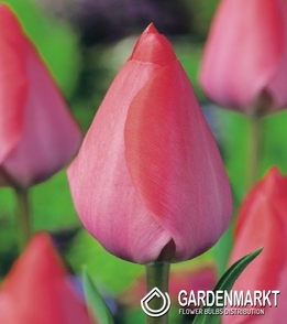 Tulpe Triumph Van Eijk 5 St.
