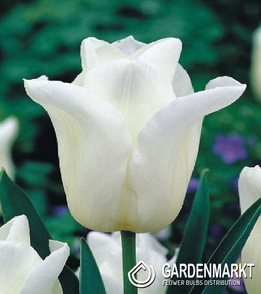 Tulpe Triumph Agrass White 5 St.