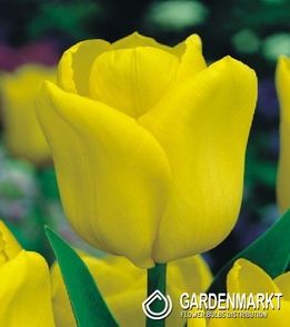 Tulpe Triumph Yellow Flight 5 St.
