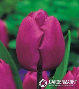 Tulpe Triumph Purple Prince 5 St.