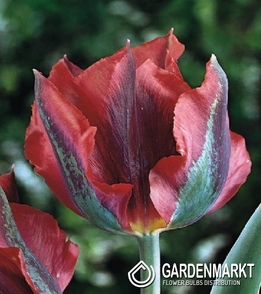 Tulpe Virindiflora Hollywood 5 St.