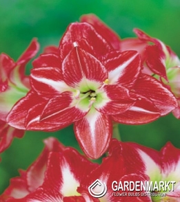 Hippeastrum Amaryllis Pasadena 1 St.