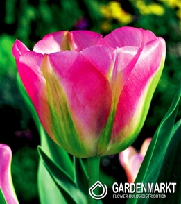 Tulpe Virindiflora Groenland 5 St.