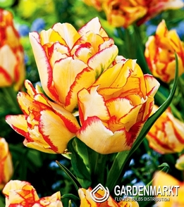 Tulpe Mehrblütige Aquilla 5 St.
