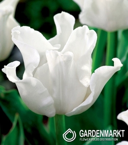 Tulpe Exklusiv White Liberstar 5 St.