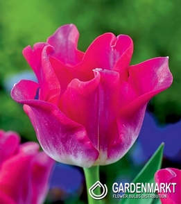 Tulpe Exklusiv Liberstar 5 St.