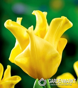 Tulpe Exklusiv Yellow Crown 5 St.