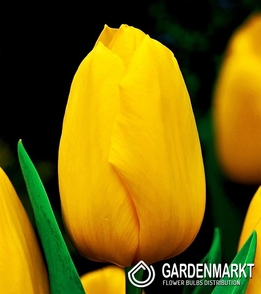 Tulpe Gigantisch Conqueror 5 St.