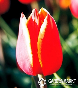 Tulpe Gigantisch Luba 5 St.