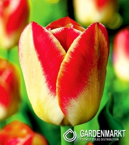 Tulpe Bicolor Candy Corner 5 St.