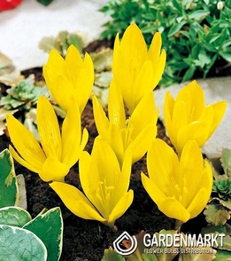 Sternbergia 1 St.