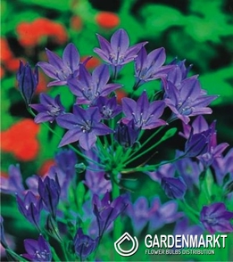 Brodiaea Queen Fabiola 50 St.